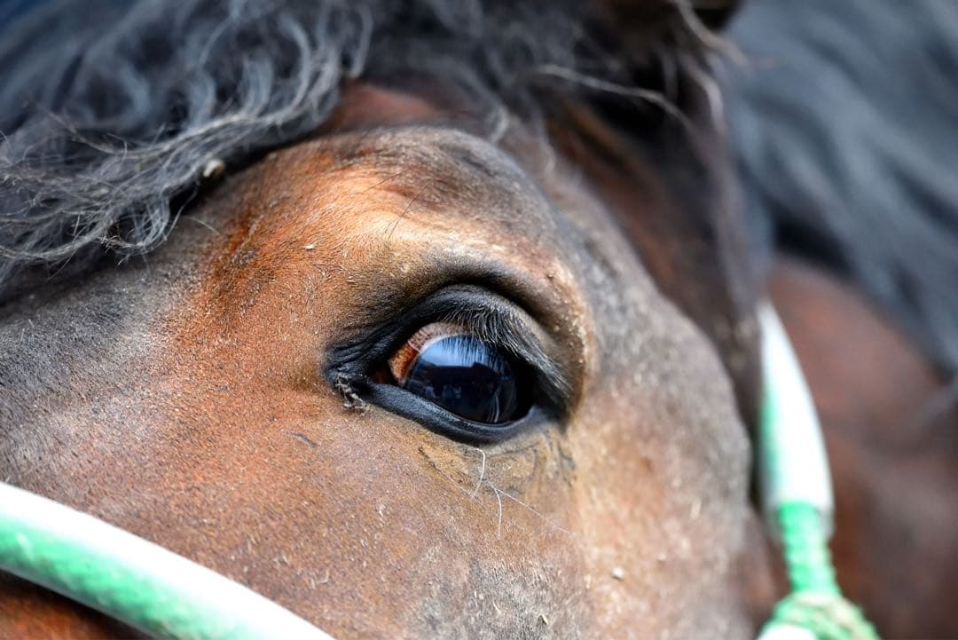 【美品】SIGMA 100-400mm F5-6.3 DG (Nikon用)