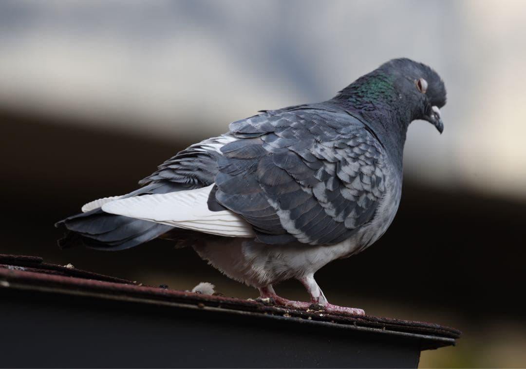 【美品】SIGMA 100-400mm F5-6.3 DG (Nikon用)