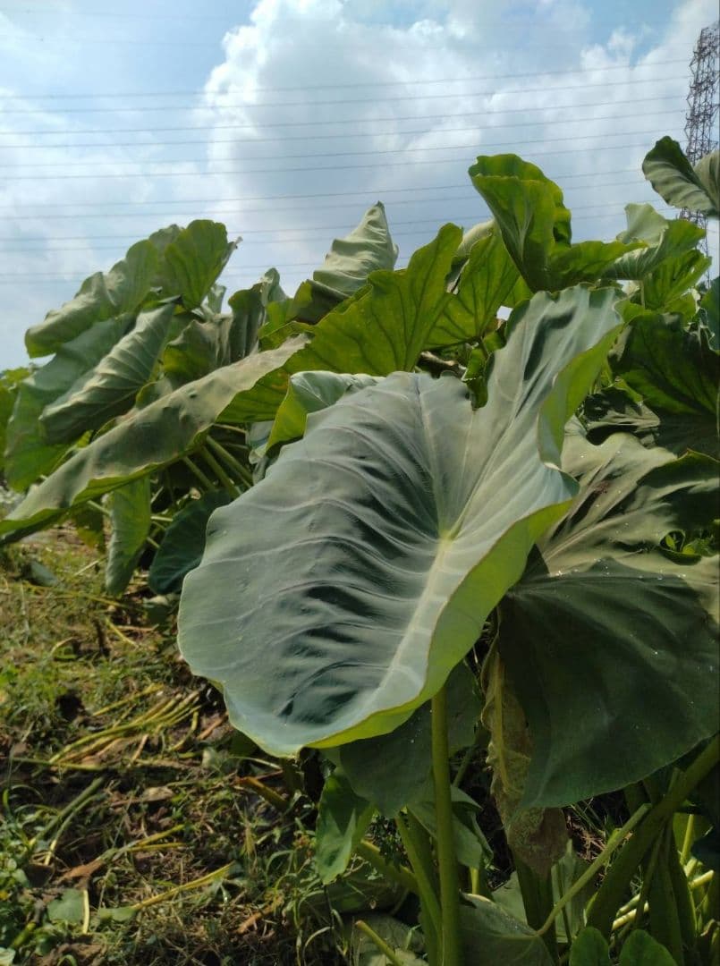 氏家悟様！里芋(土垂)種芋用約10kg