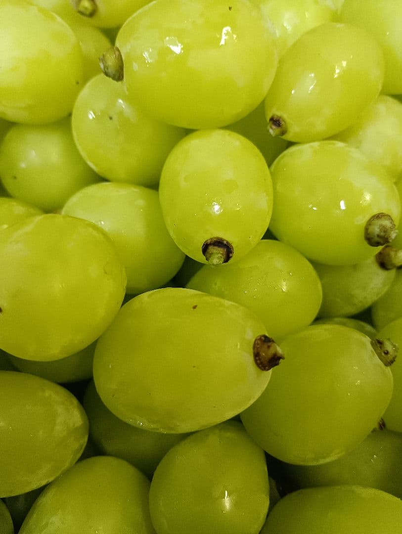 年末限定特売品シャインマスカット5キロ入りの粒バック入りになります。