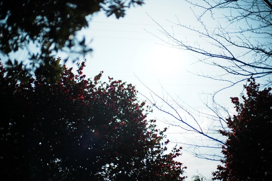 LM-EA7/9で真価 フォクトレンダー NOKTON 50mm f1 VM