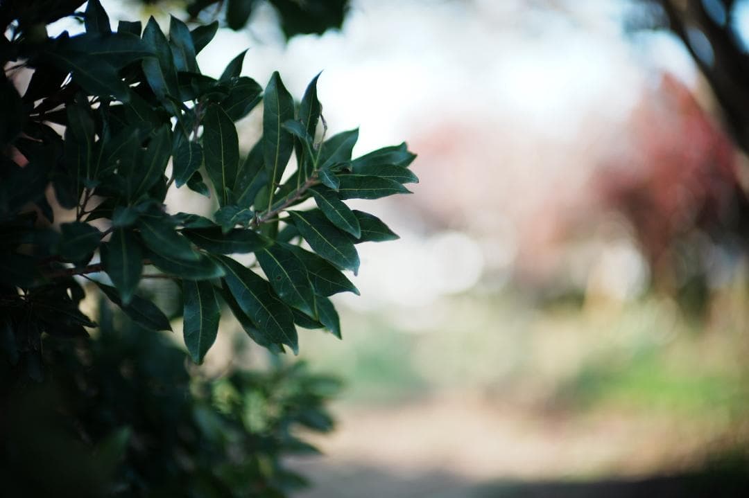 LM-EA7/9で真価 フォクトレンダー NOKTON 50mm f1 VM