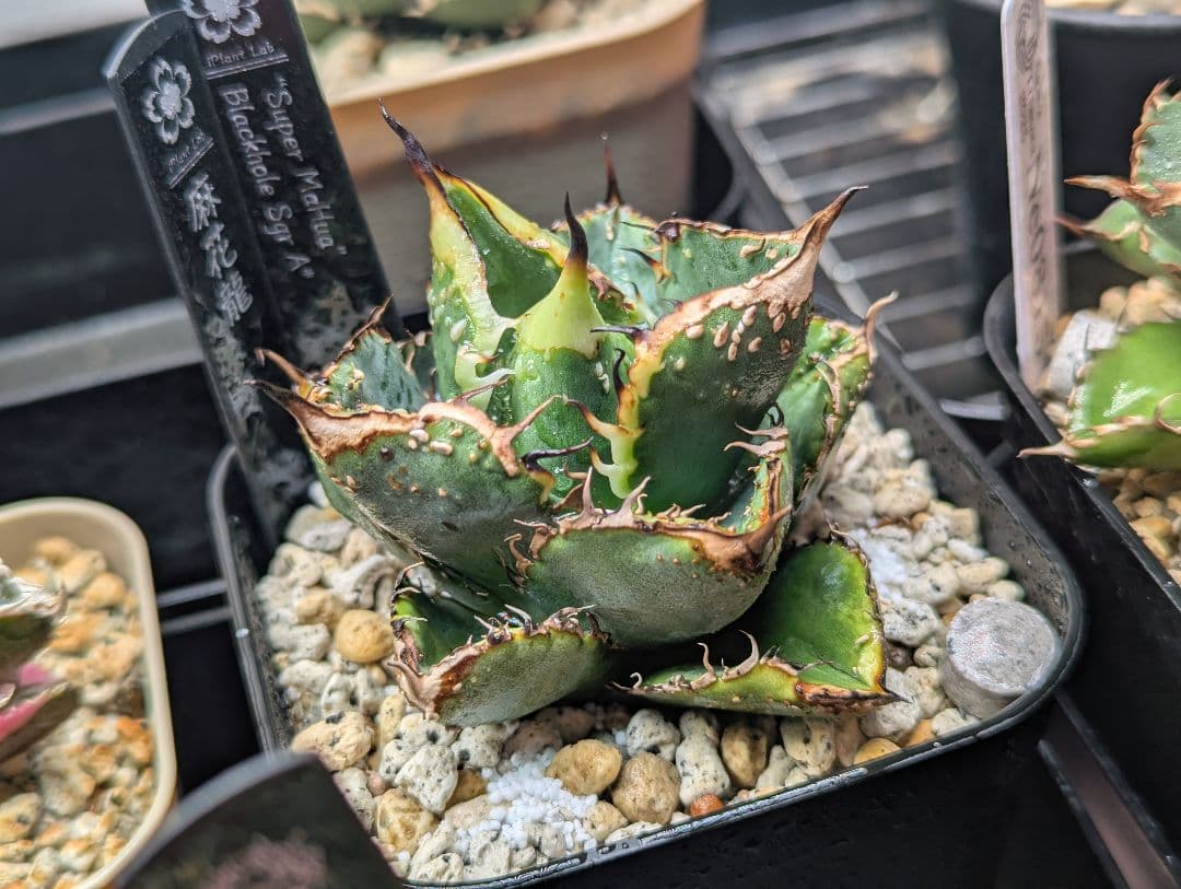 秘蔵株 チタノタ「スーパー麻花」超ブツブツ SUPER MaHua 超短葉