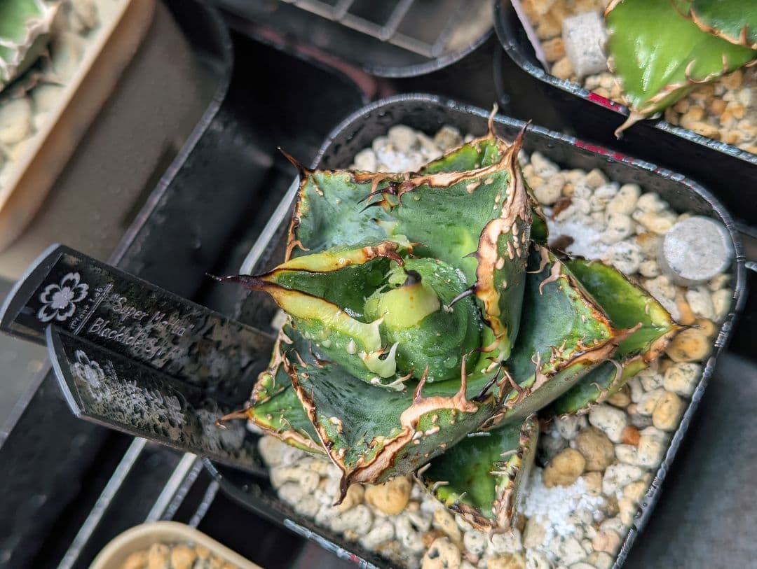 秘蔵株 チタノタ「スーパー麻花」超ブツブツ SUPER MaHua 超短葉