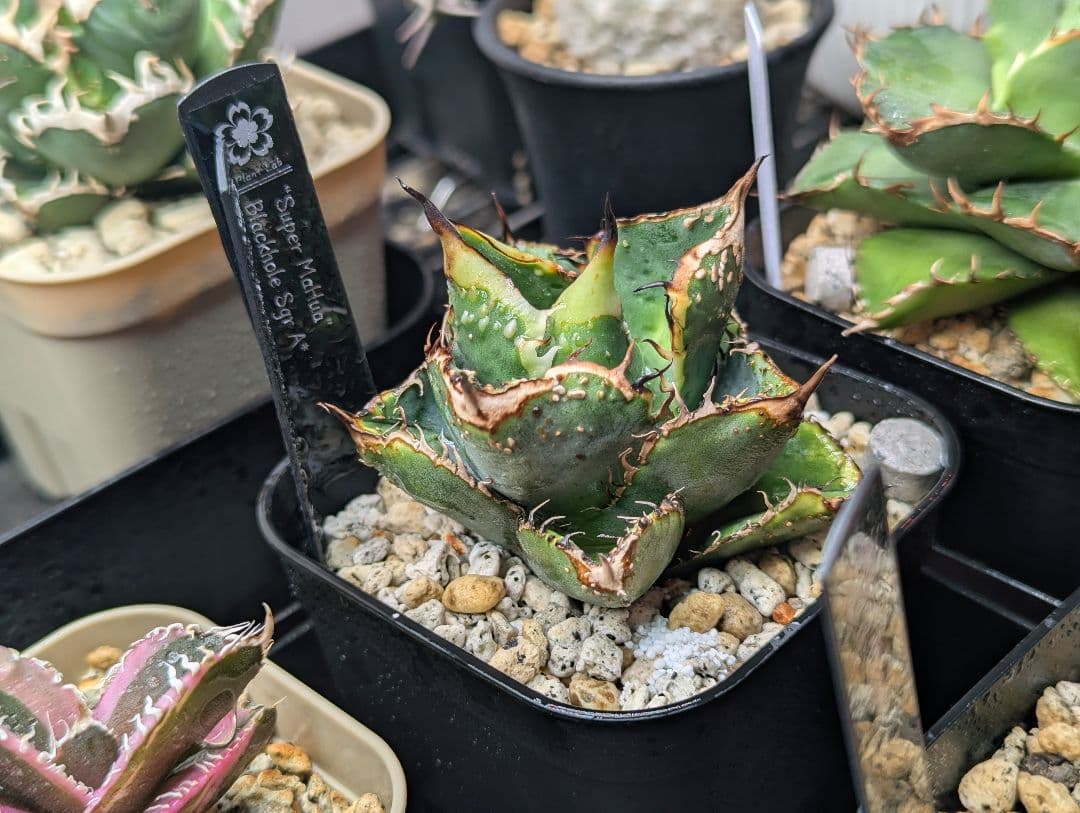 秘蔵株 チタノタ「スーパー麻花」超ブツブツ SUPER MaHua 超短葉