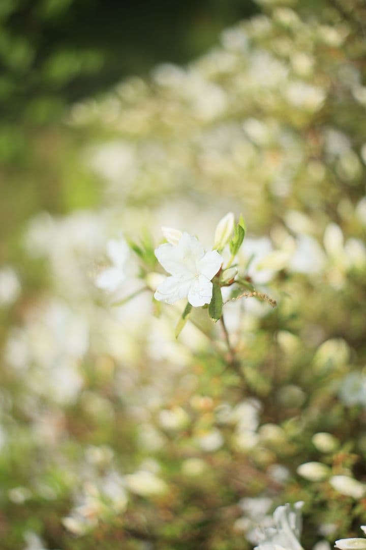 《希少》RICOH XR RIKENON 50mm F1.7 初期型 【良品】