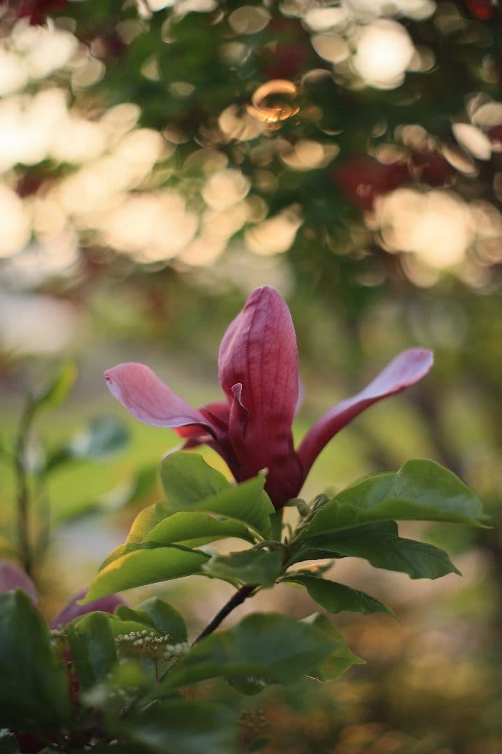 《希少》RICOH XR RIKENON 50mm F1.7 初期型 【良品】