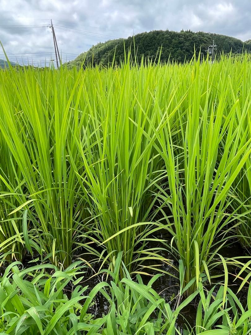 玄米　20kg 農家直送　コシヒカリ　 広島県産