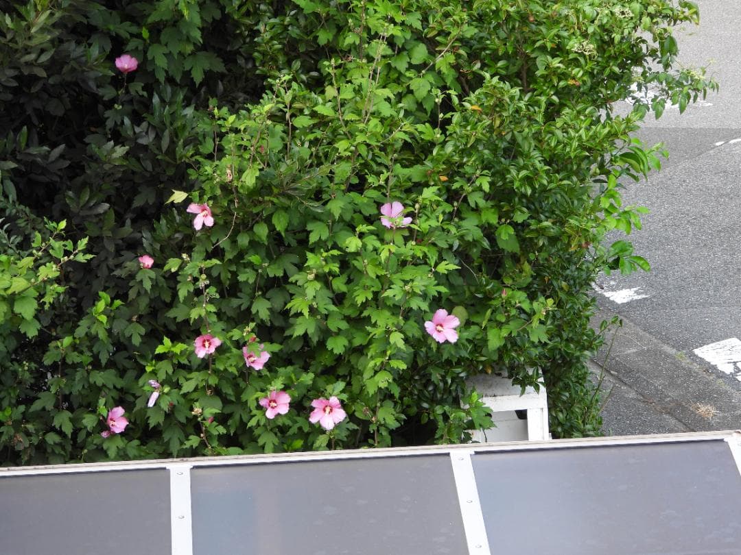 デジタルカメラ Nikon Coolpix P1000 #7554