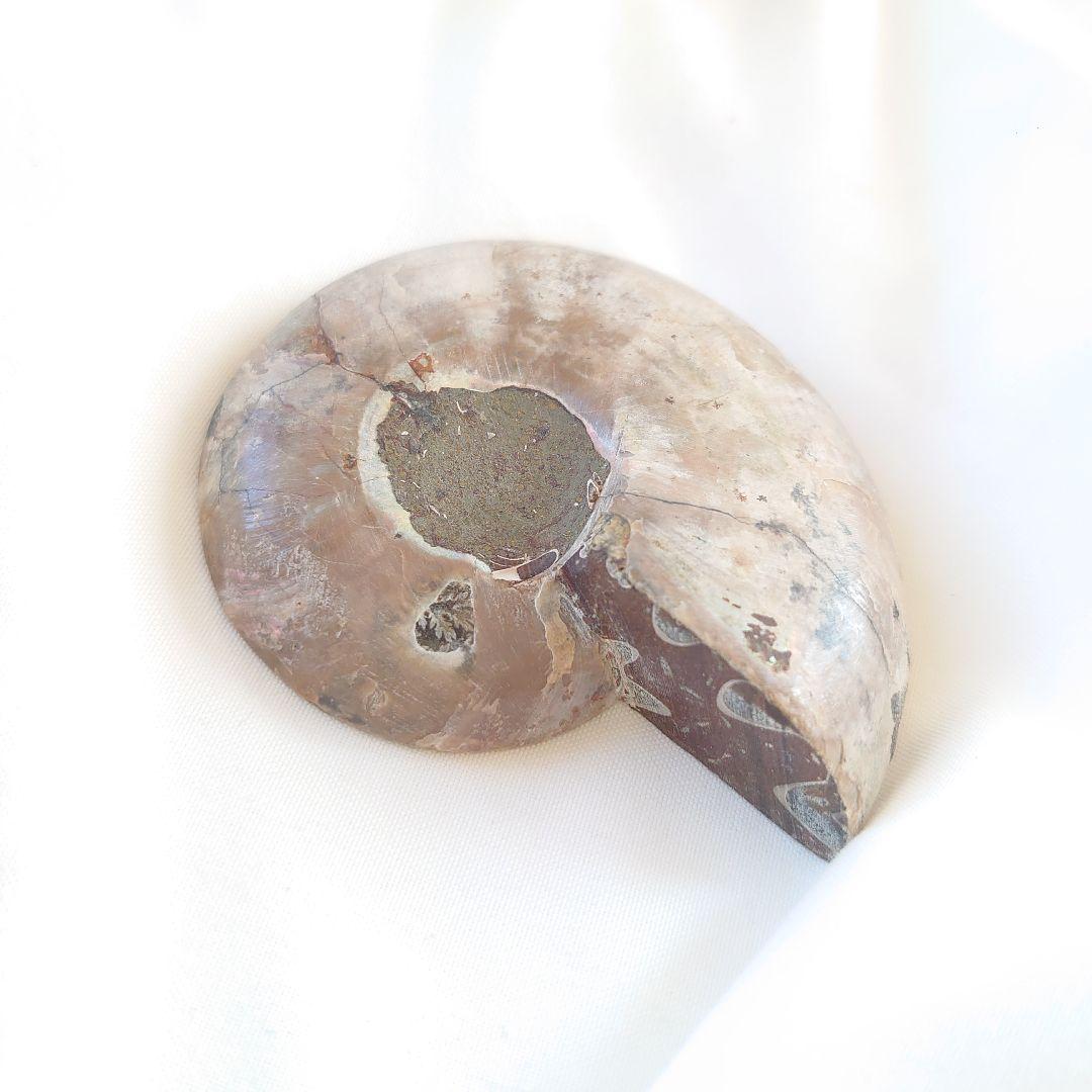 幸運の宝石アンモナイトの化石 約15cm 虹色　コレクション