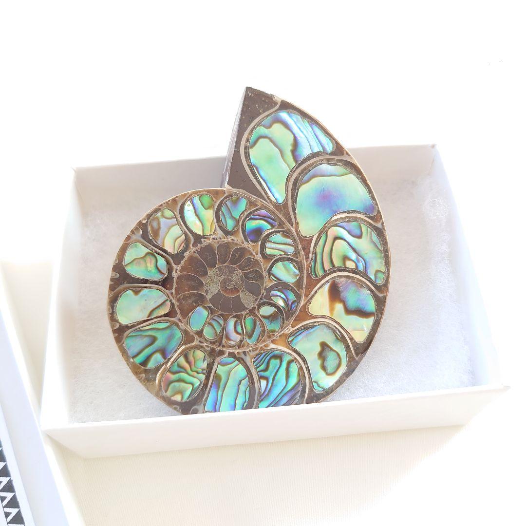 幸運の宝石アンモナイトの化石 約15cm 虹色　コレクション