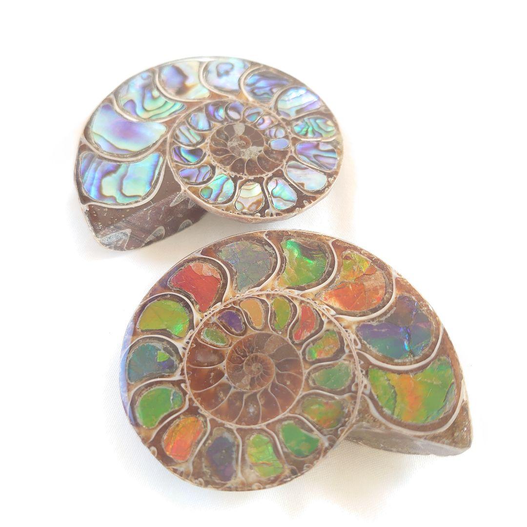 幸運の宝石アンモナイトの化石 約15cm 虹色　コレクション