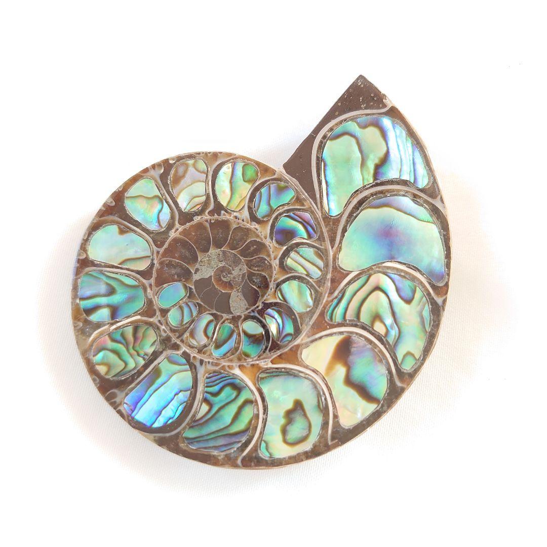 幸運の宝石アンモナイトの化石 約15cm 虹色　コレクション