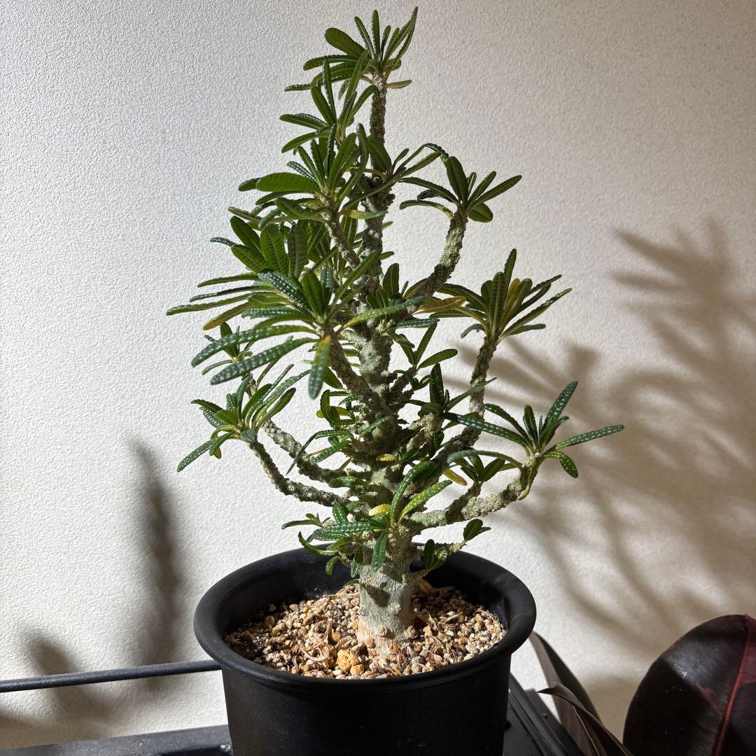 【レア 塊根植物】ドルステニアギガス ブラータ 美株 良樹形 鉢ごとメルカリ便