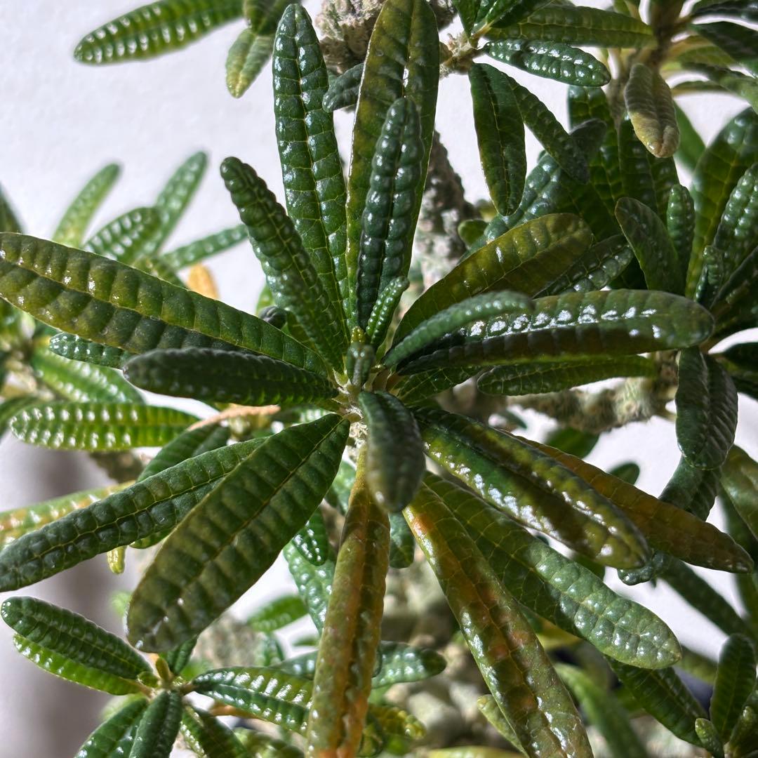 【レア 塊根植物】ドルステニアギガス ブラータ 美株 良樹形 鉢ごとメルカリ便