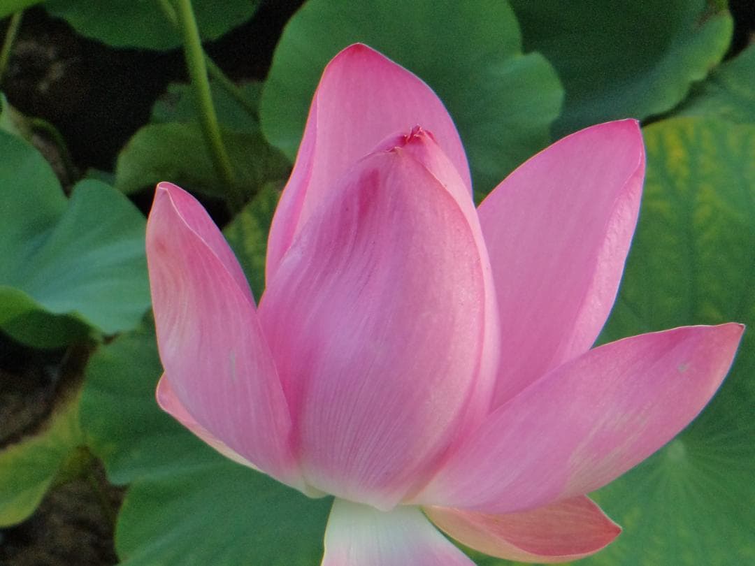 動作品！作例付！SONY Cyber-shot DSC-TF1 防水・耐衝撃