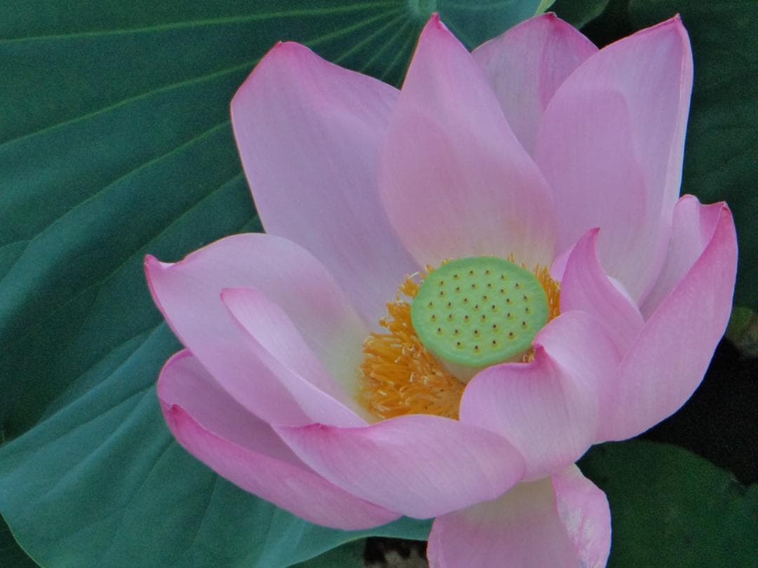 動作品！作例付！SONY Cyber-shot DSC-TF1 防水・耐衝撃