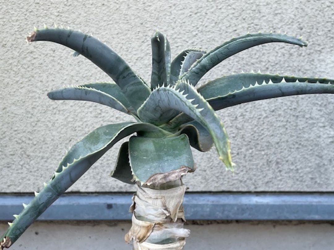ダスティン■アロエ・ピランシーAloe pillansii/70cm■