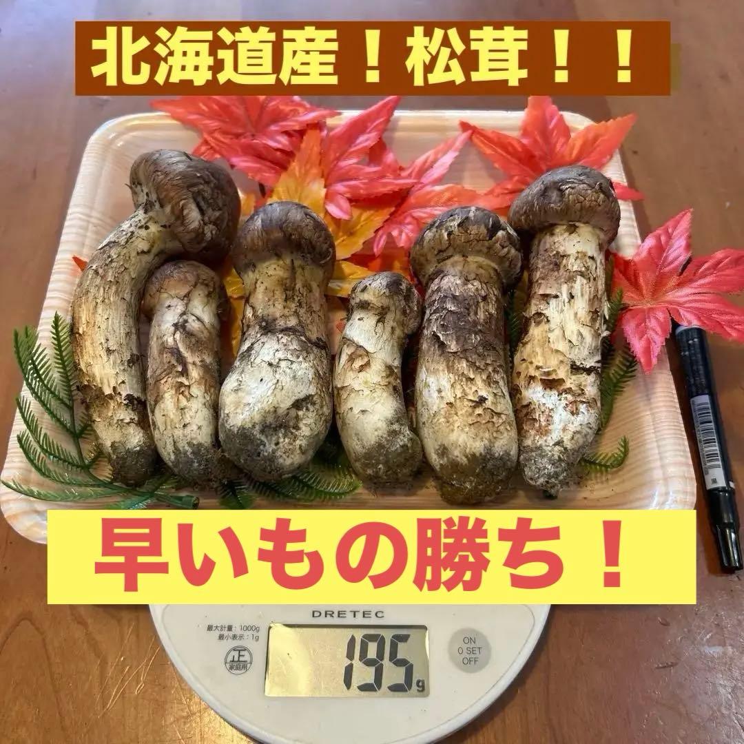 北海道産！松茸！！11日朝採れたて