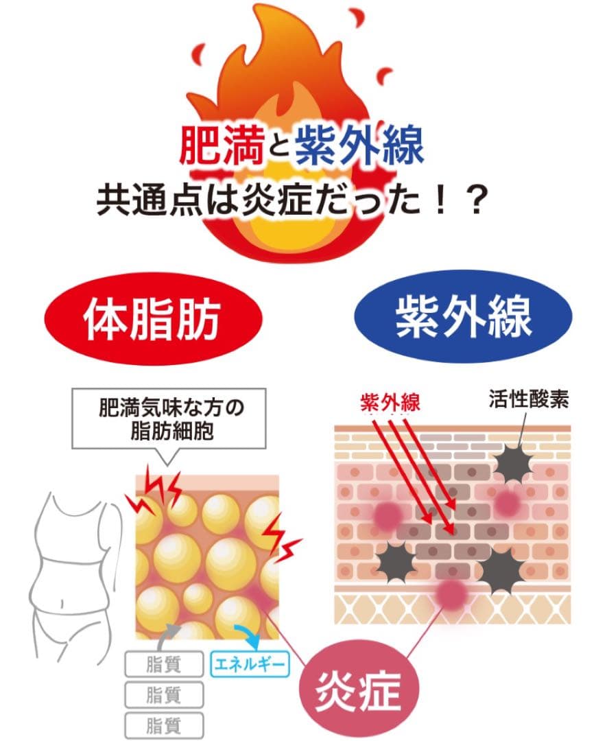 シロカル　大容量2ヶ月分　飲む日焼け止め＆体脂肪カット　ダイエットサプリ　オルト