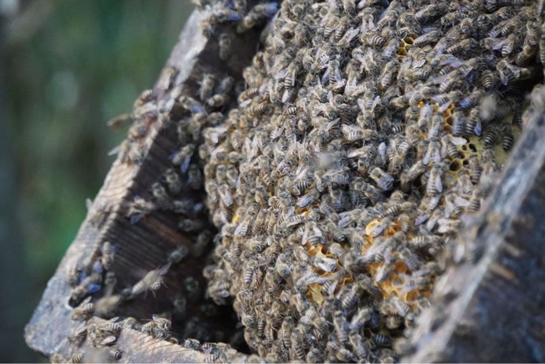 はちみつ　日本蜜蜂のハチミツ　奥山の蜂蜜　花粉入り　谷違い巣箱違いの２種