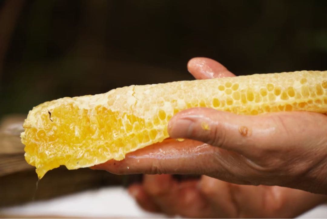 はちみつ　日本蜜蜂のハチミツ　奥山の奥の蜂蜜　国産蜂蜜愛媛産