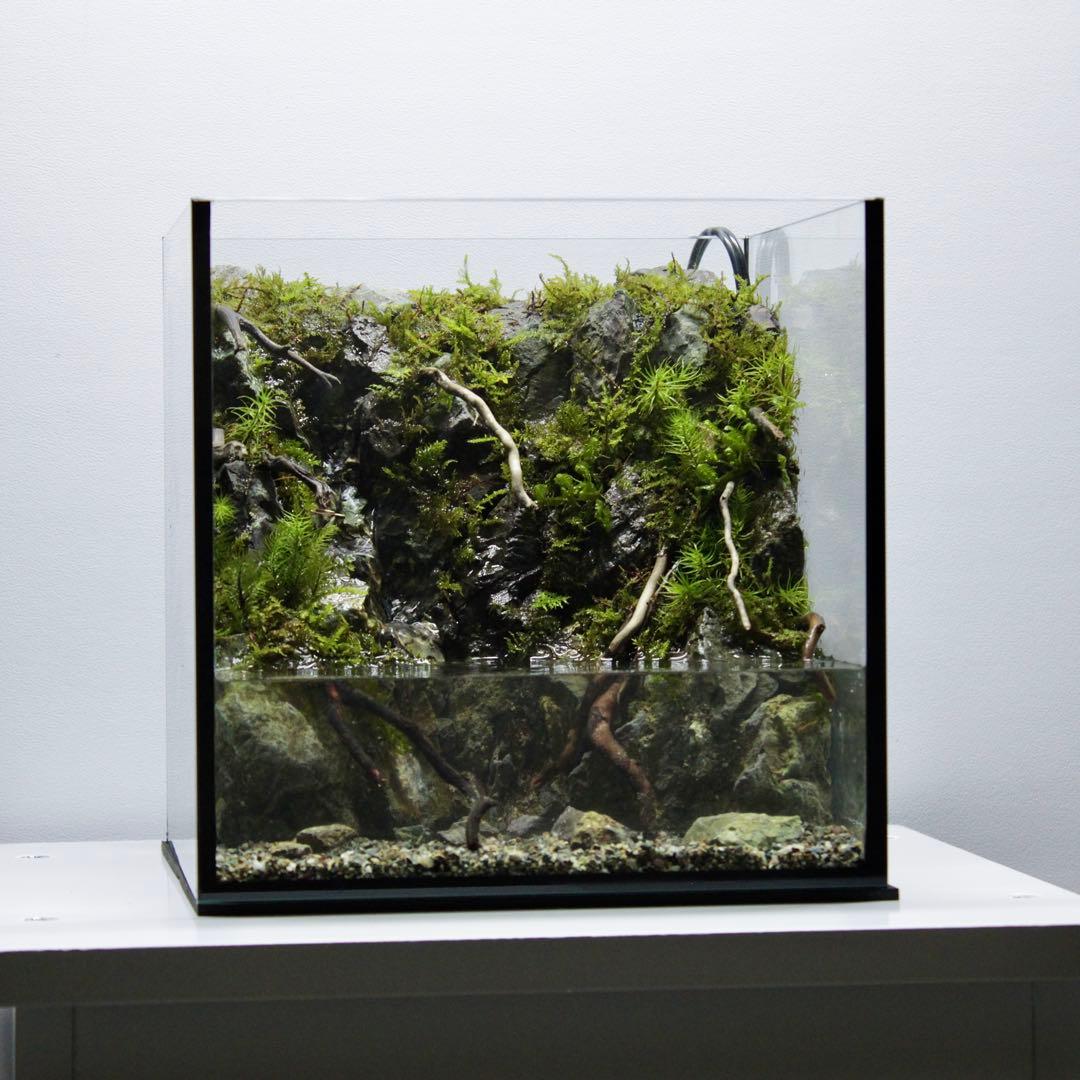ざん　アクアテラリウム　レイアウト作品　195