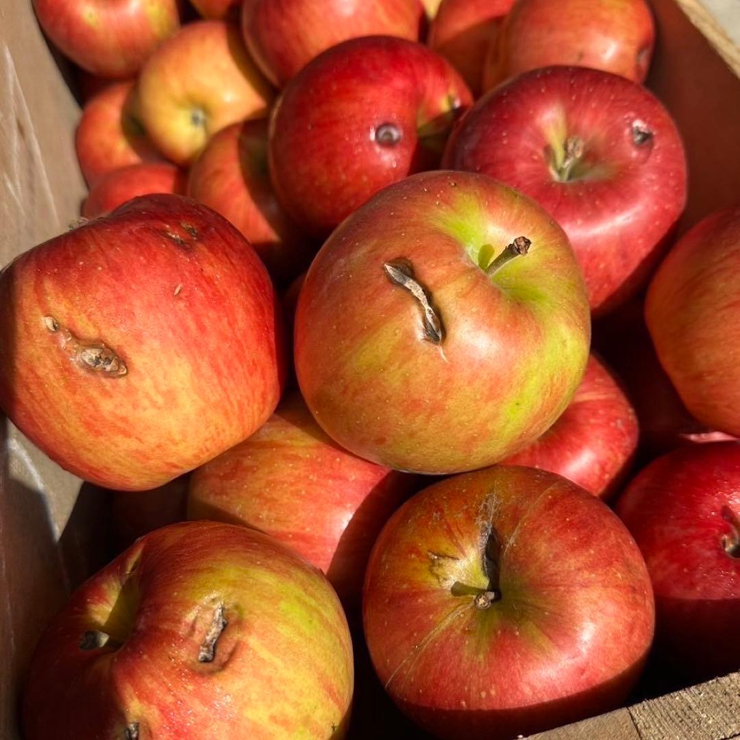 青森県産 ＂ 北斗 ＂りんご 加工用 22kg 産地直送 リンゴ 林檎