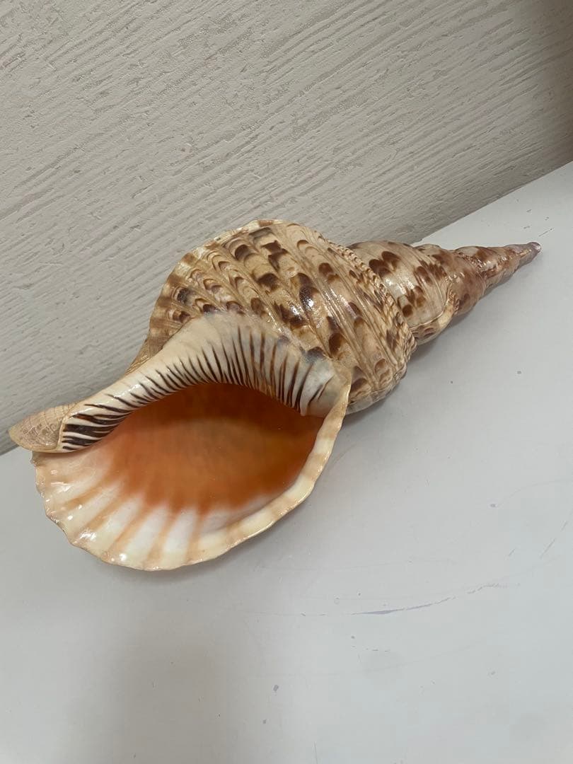 美しい貝殻置物　法螺貝　ほら貝　ホラ貝