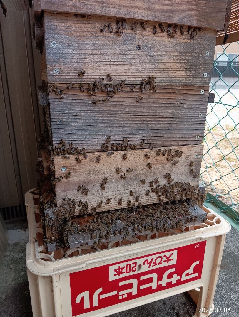 ニホンミツバチの百花蜜　国産天然ハチミツ　1180グラム　2本