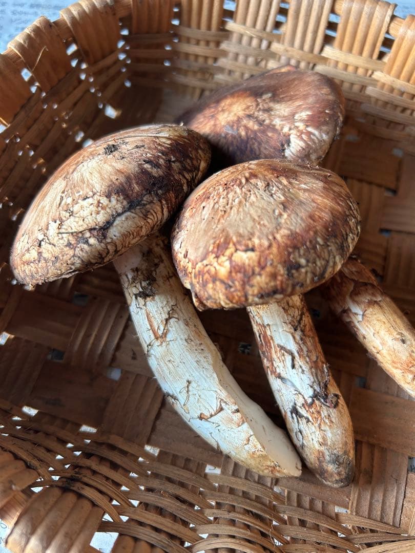 【シーズンラスト】岩手県産松茸196g