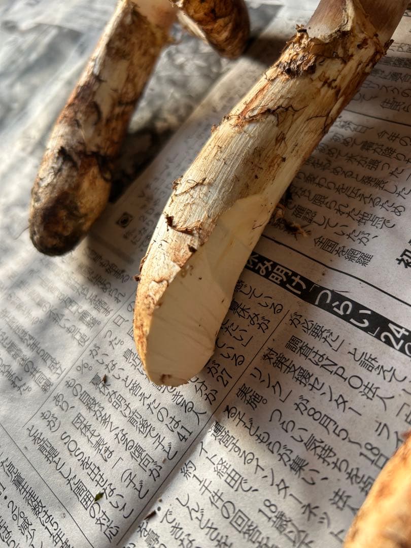 【シーズンラスト】岩手県産松茸196g