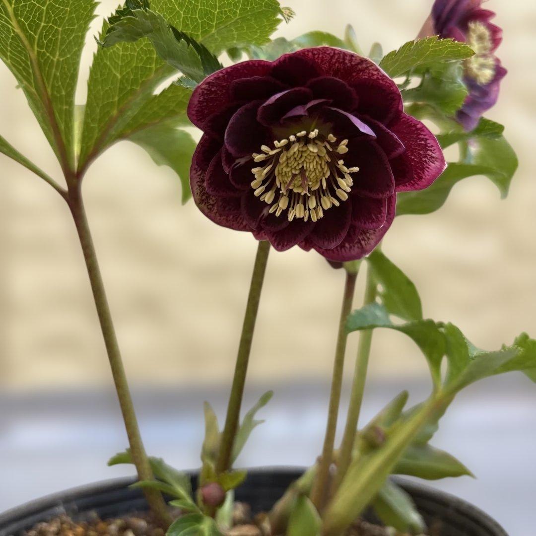 広瀬園芸　クリスマスローズ　dd整形レッドブロッチ　開花株　現品　匿名発送