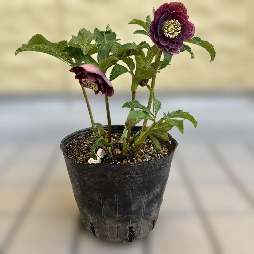 広瀬園芸　クリスマスローズ　dd整形レッドブロッチ　開花株　現品　匿名発送