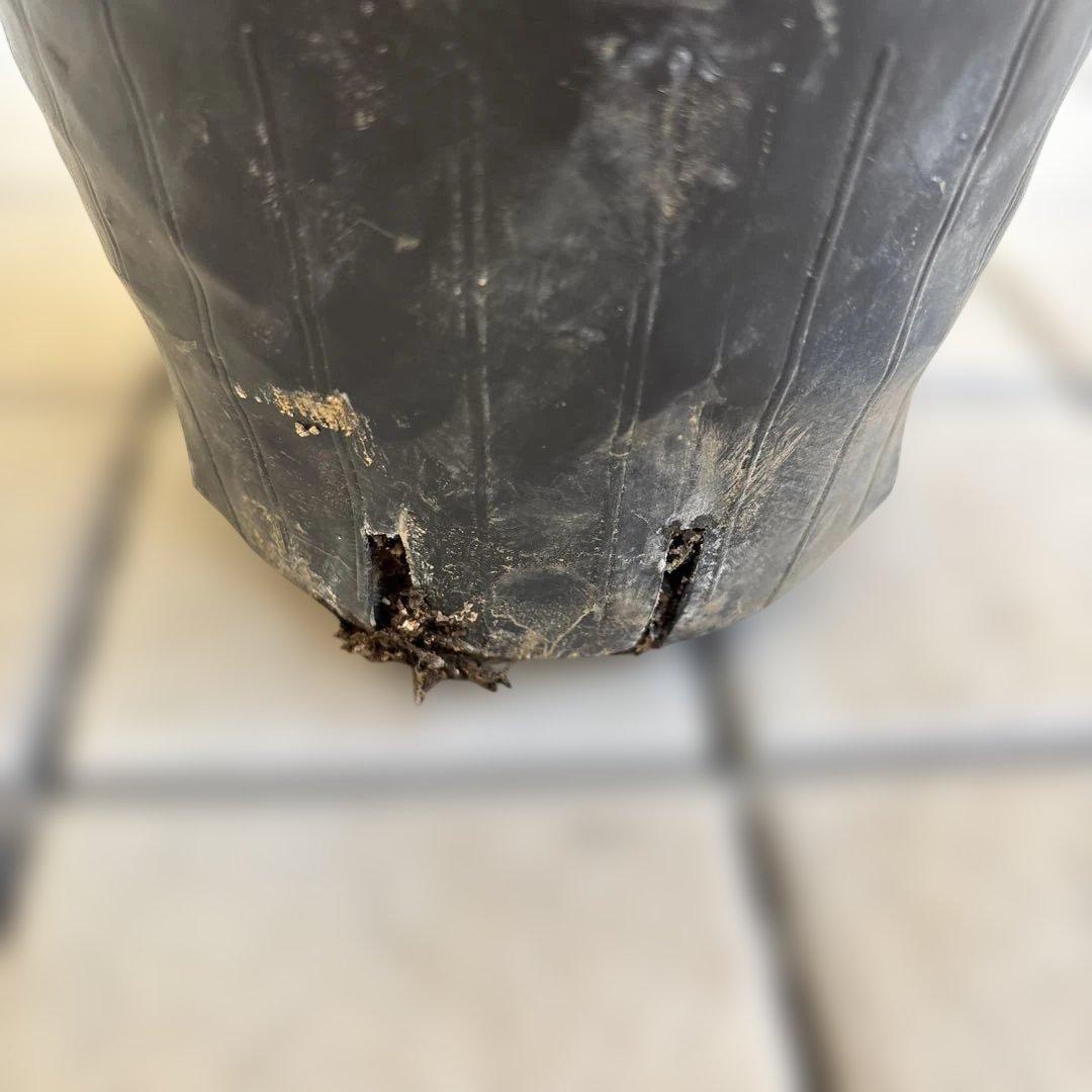 広瀬園芸　クリスマスローズ　dd整形レッドブロッチ　開花株　現品　匿名発送