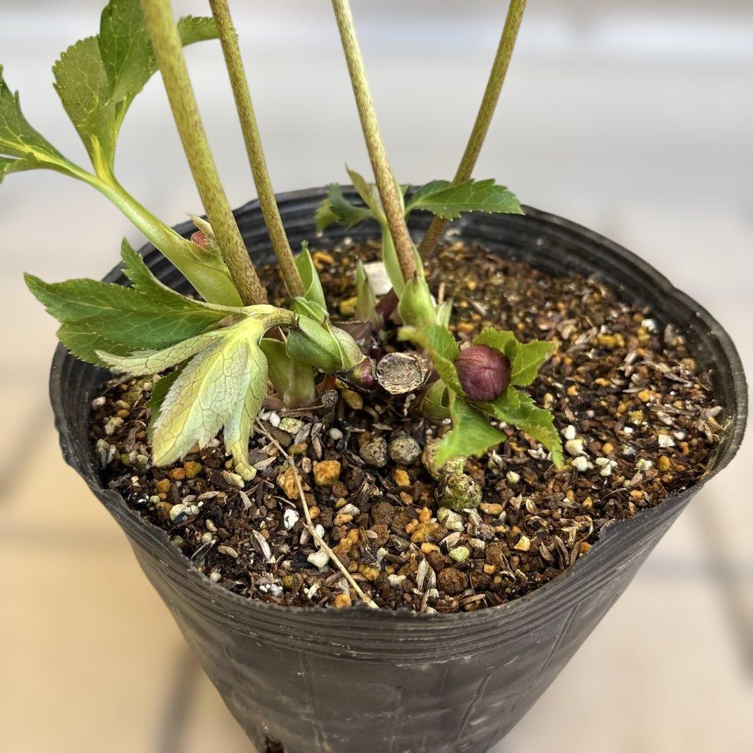 広瀬園芸　クリスマスローズ　dd整形レッドブロッチ　開花株　現品　匿名発送