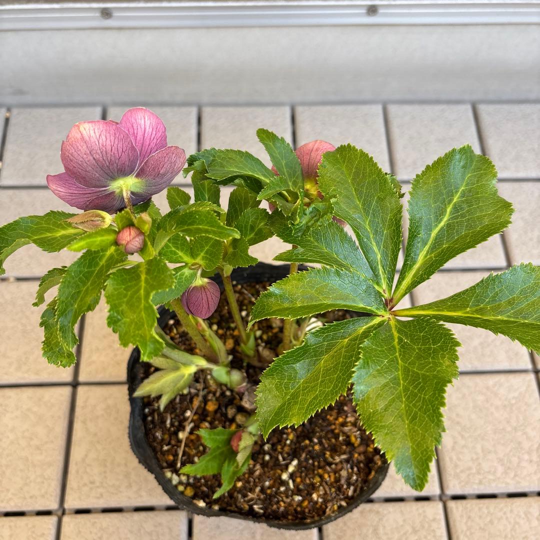 広瀬園芸　クリスマスローズ　dd整形レッドブロッチ　開花株　現品　匿名発送