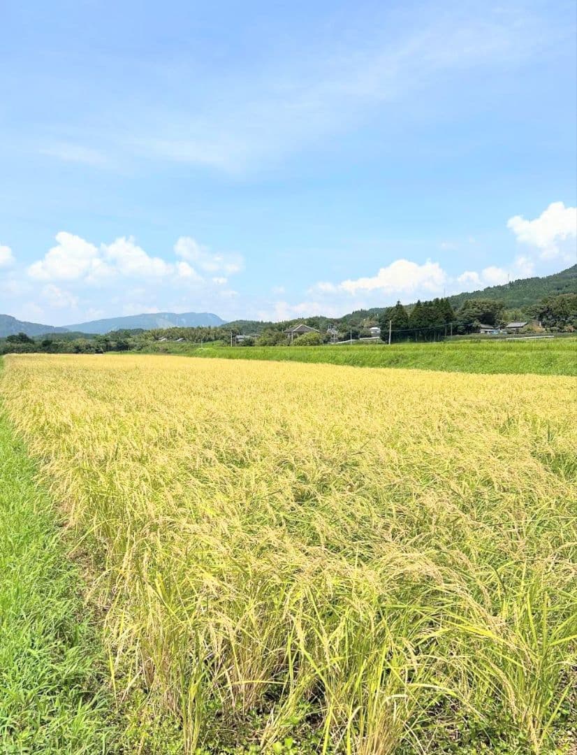 1 R7年 自然栽培米 2品種食べ比べセット10kg（5kg×2）玄米 セット