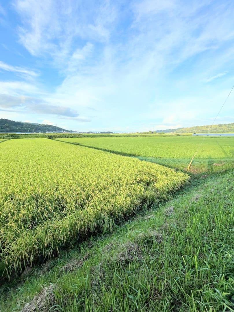 1 R7年 自然栽培米 2品種食べ比べセット10kg（5kg×2）玄米 セット