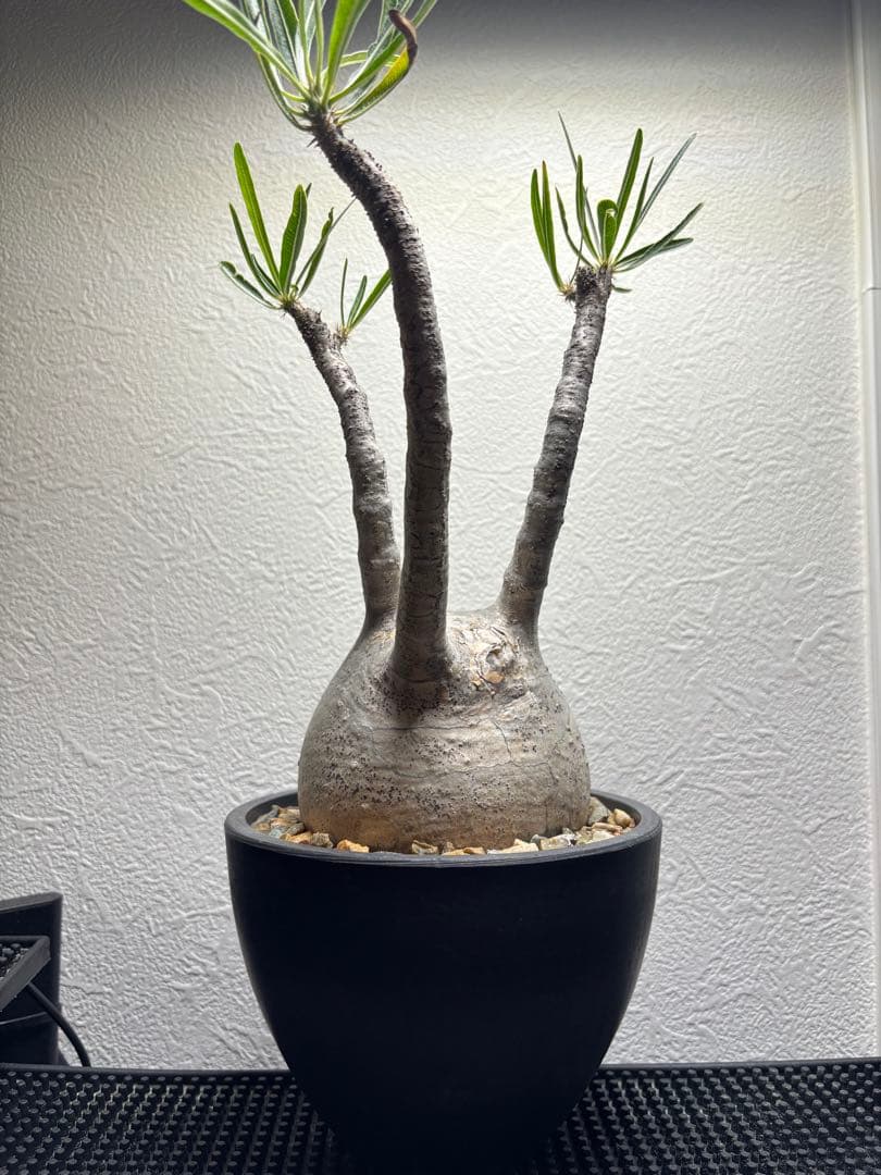 新春セール【グラキリス】塊根！超良型