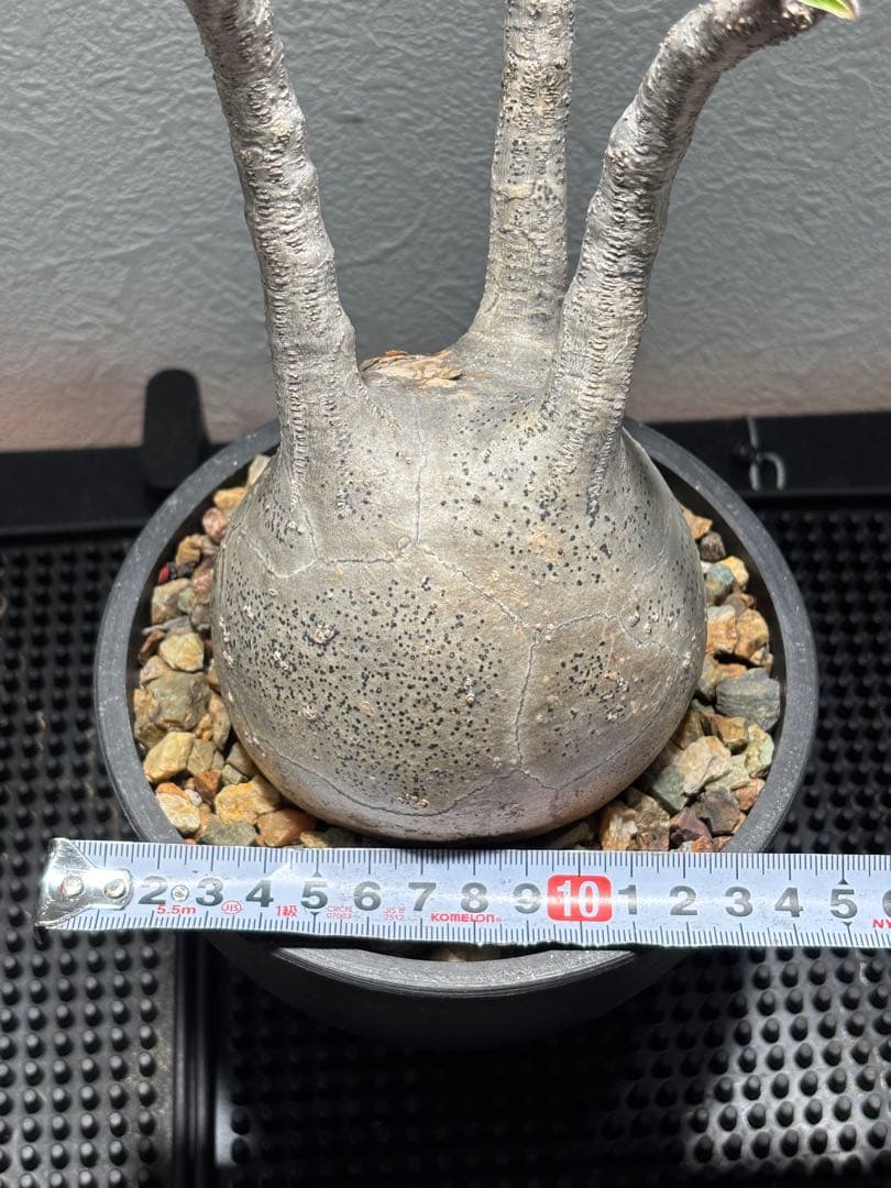 新春セール【グラキリス】塊根！超良型