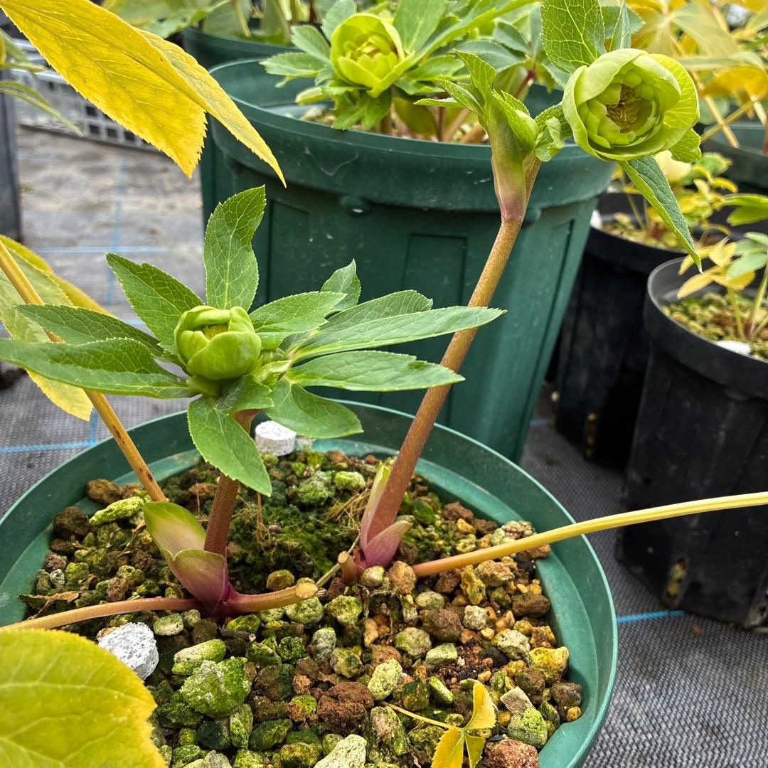 クリスマスローズ　クリアグリーンゴールド　小輪　６寸　親株