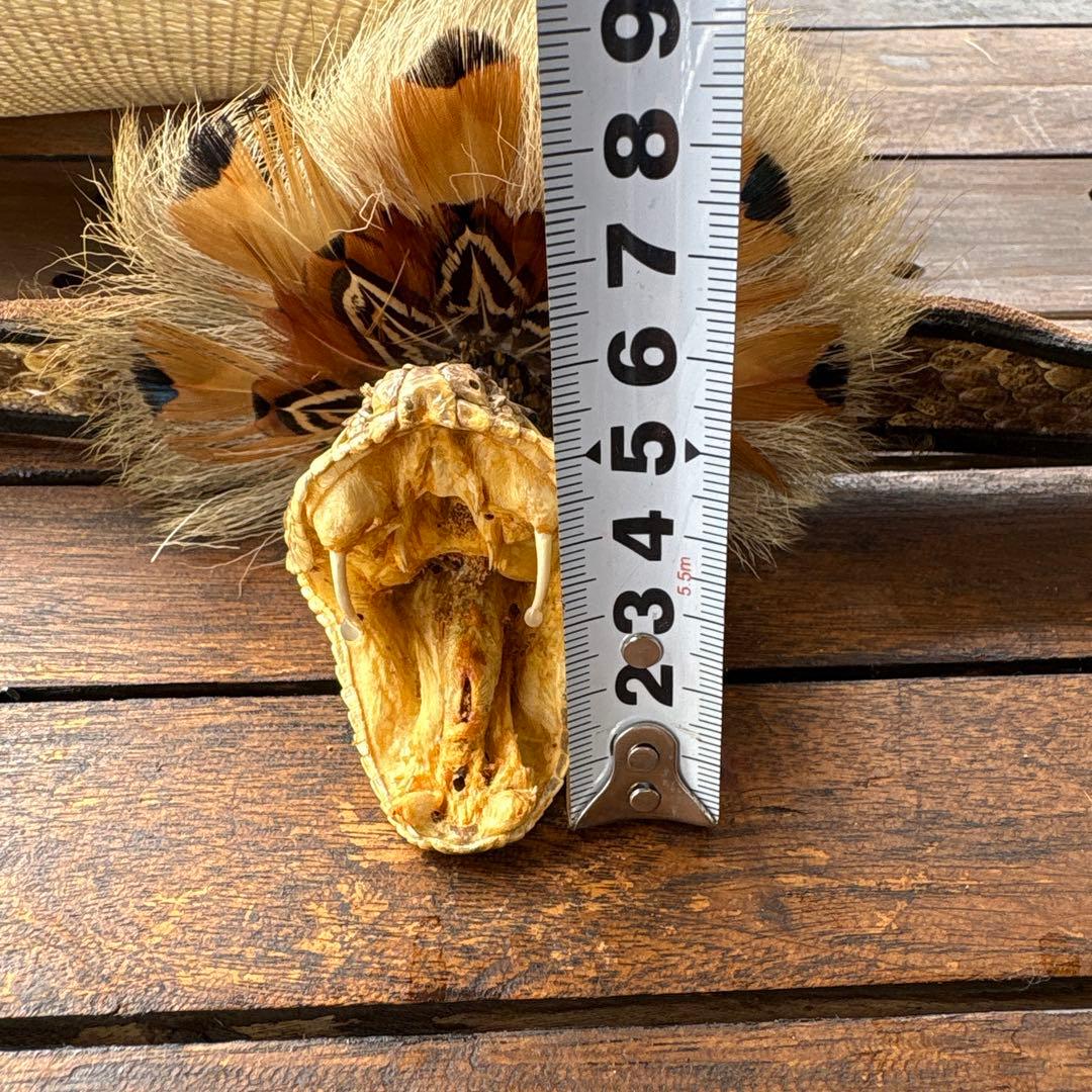 ガラガラ蛇のハットベルト、本物、蛇の剥製、蛇革