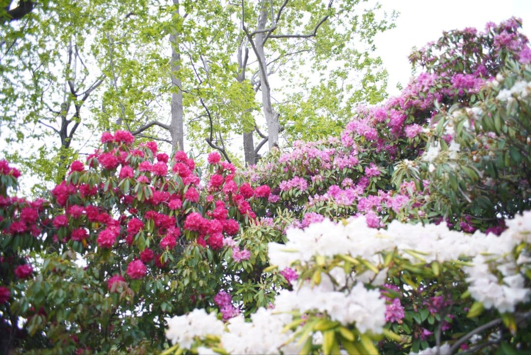 【良品】PENTAX S-M-C タクマー 24mm f3.5 初期保証付