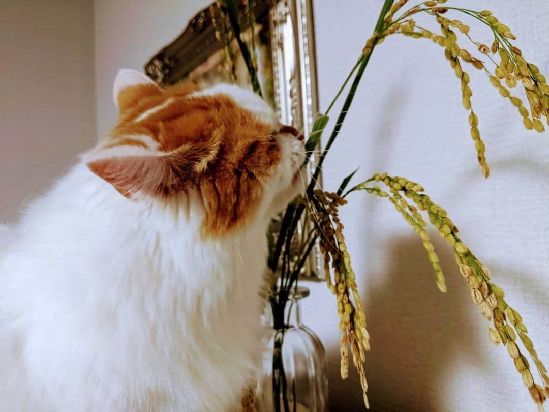 ★自然栽培米　玄米30kg(10kg×3)　令和7年度　熊本県産　森のくまさん★