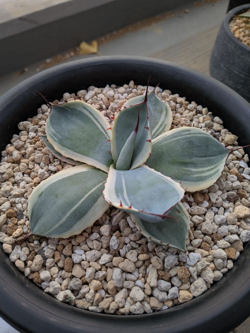 アガベ　パリー　トランカータ　オリザバ　裏斑入