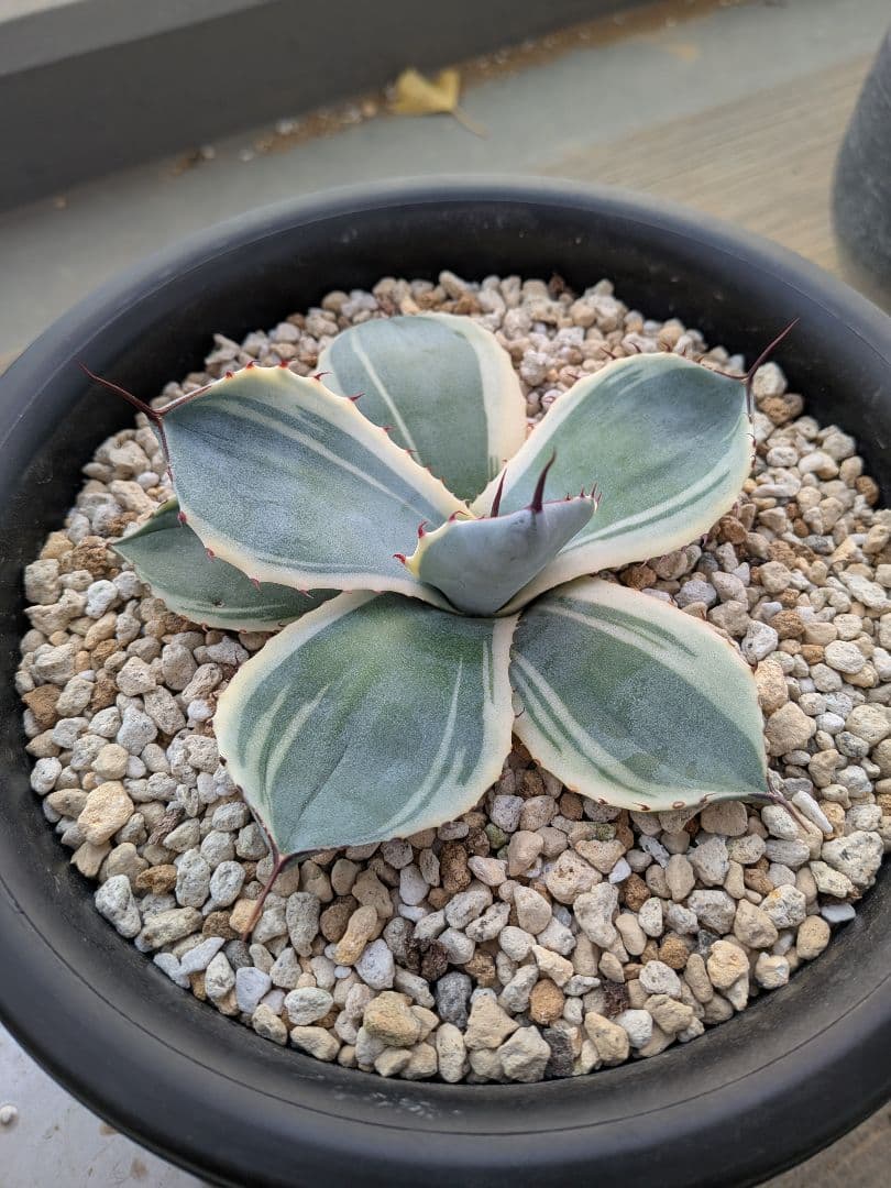 アガベ　パリー　トランカータ　オリザバ　裏斑入