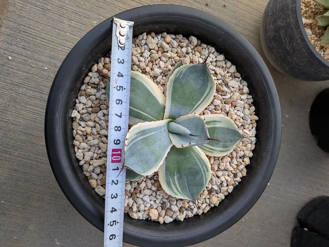 アガベ　パリー　トランカータ　オリザバ　裏斑入