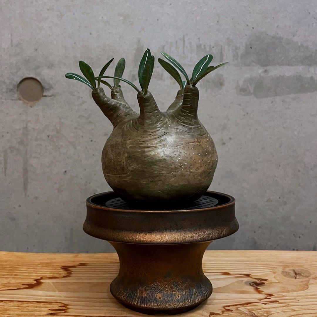 ssi様 ありがとうございます。