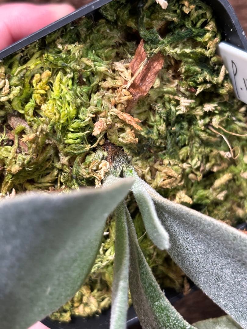 ビカクシダ P.willinckii stardust pup